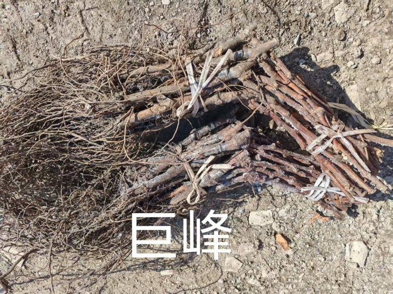 精品嫁接葡萄苗