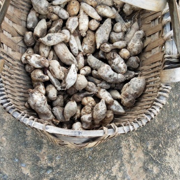 本社有小量的天麻出售
