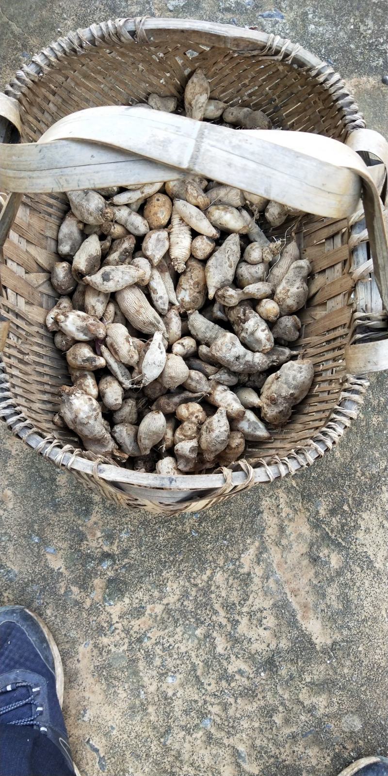 本社有小量的天麻出售