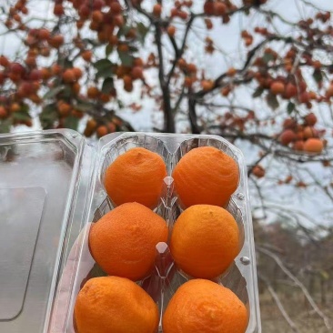 富平流心冰柿承接各大平台，商超订单，可整车发货