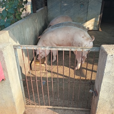 农家土猪土，吃水稍长大的