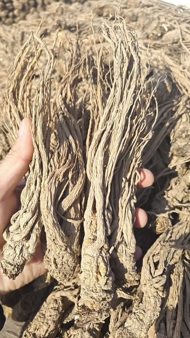 当归精品品质保证服务周到产地直发价格美丽