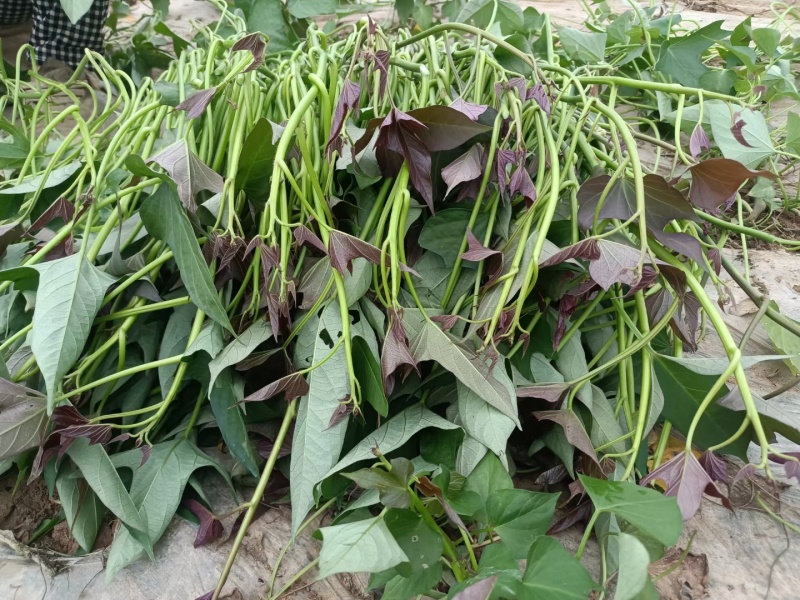 大田西瓜红成活率高，结薯率早，品相好，基地直供