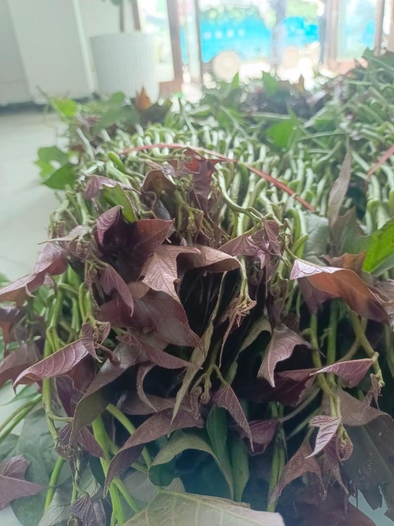 大田西瓜红成活率高，结薯率早，品相好，基地直供