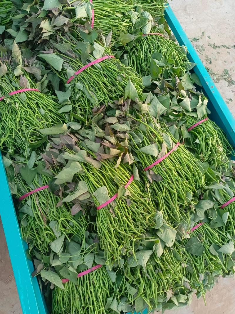 大田西瓜红成活率高，结薯率早，品相好，基地直供