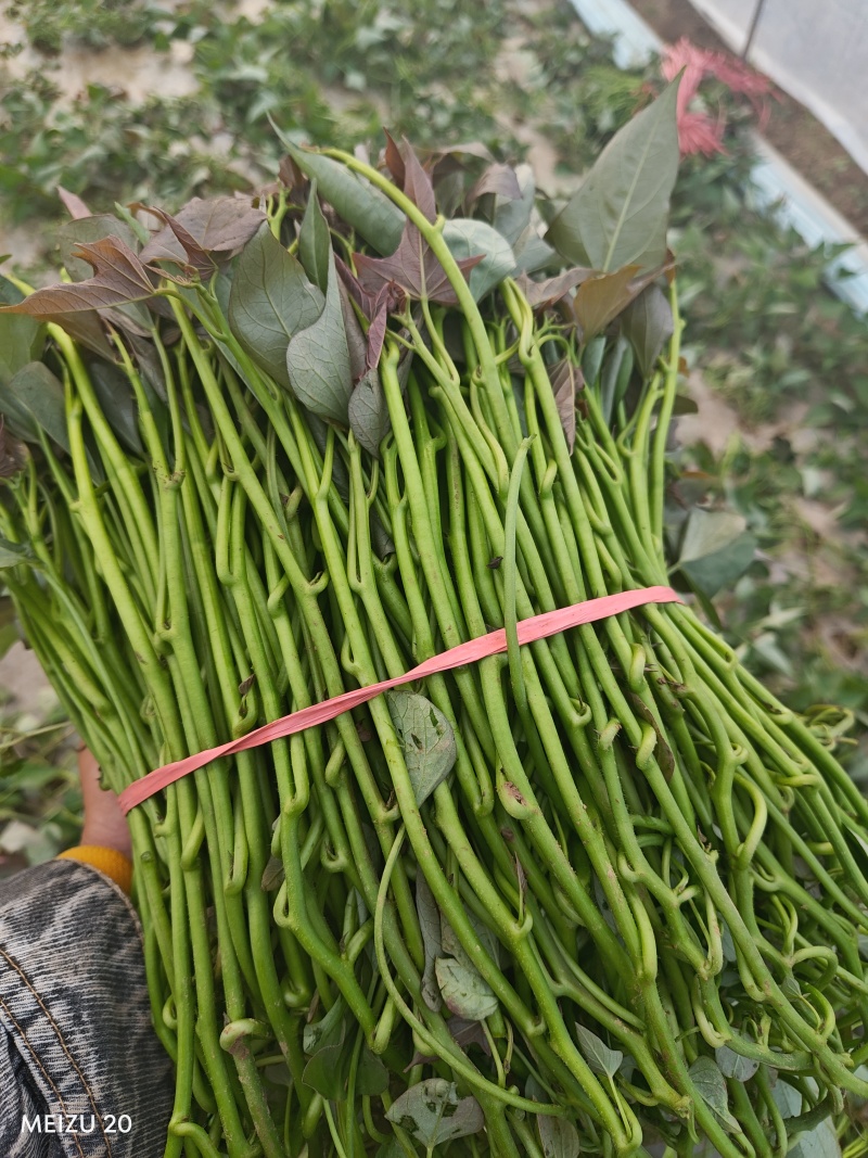 大田西瓜红成活率高，结薯率早，品相好，基地直供