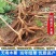 广西黄心木薯苗/华南9号木薯苗高产黄肉黄心/对接全国采购