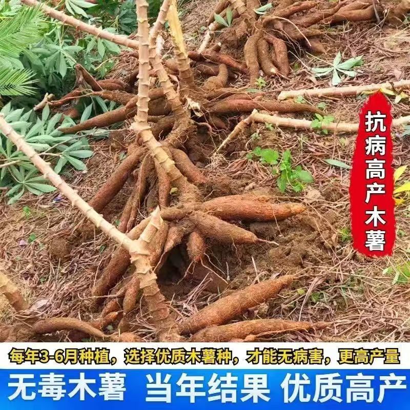 广西黄心木薯苗/华南9号木薯苗高产黄肉黄心/对接全国采购