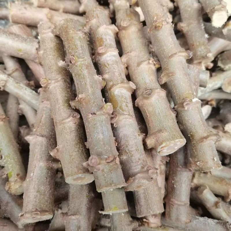 广西黄心木薯苗/华南9号木薯苗高产黄肉黄心/对接全国采购