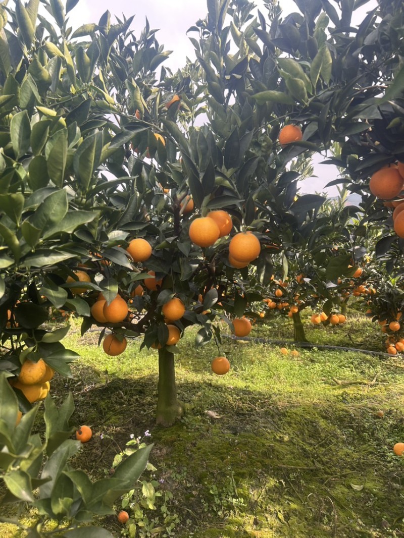 云南哀牢山冰糖橙果园直发对接电商通货老板纯甜无酸