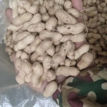 精品天赋三干花生大量上市量大从优欢迎采购