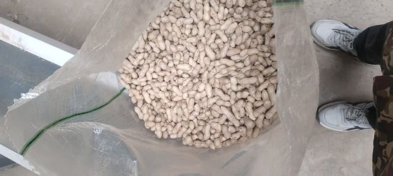 精品天赋三干花生大量上市量大从优欢迎采购
