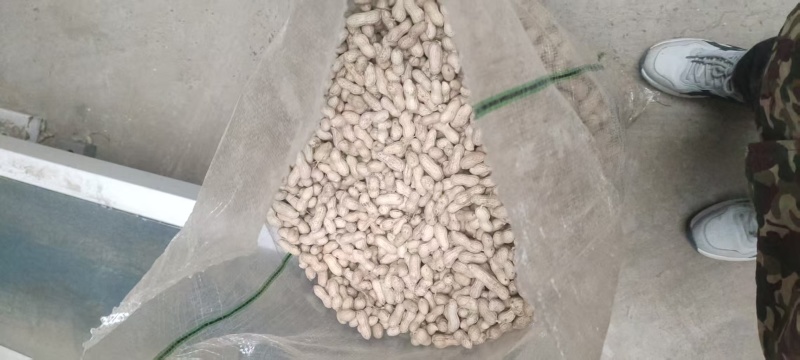 精品天赋三干花生大量上市量大从优欢迎采购