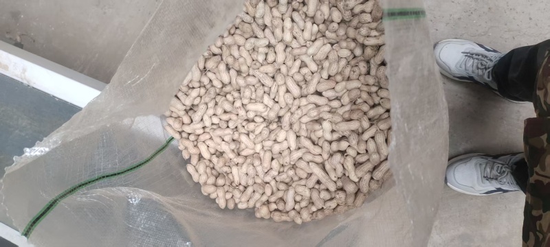 精品天赋三干花生大量上市量大从优欢迎采购