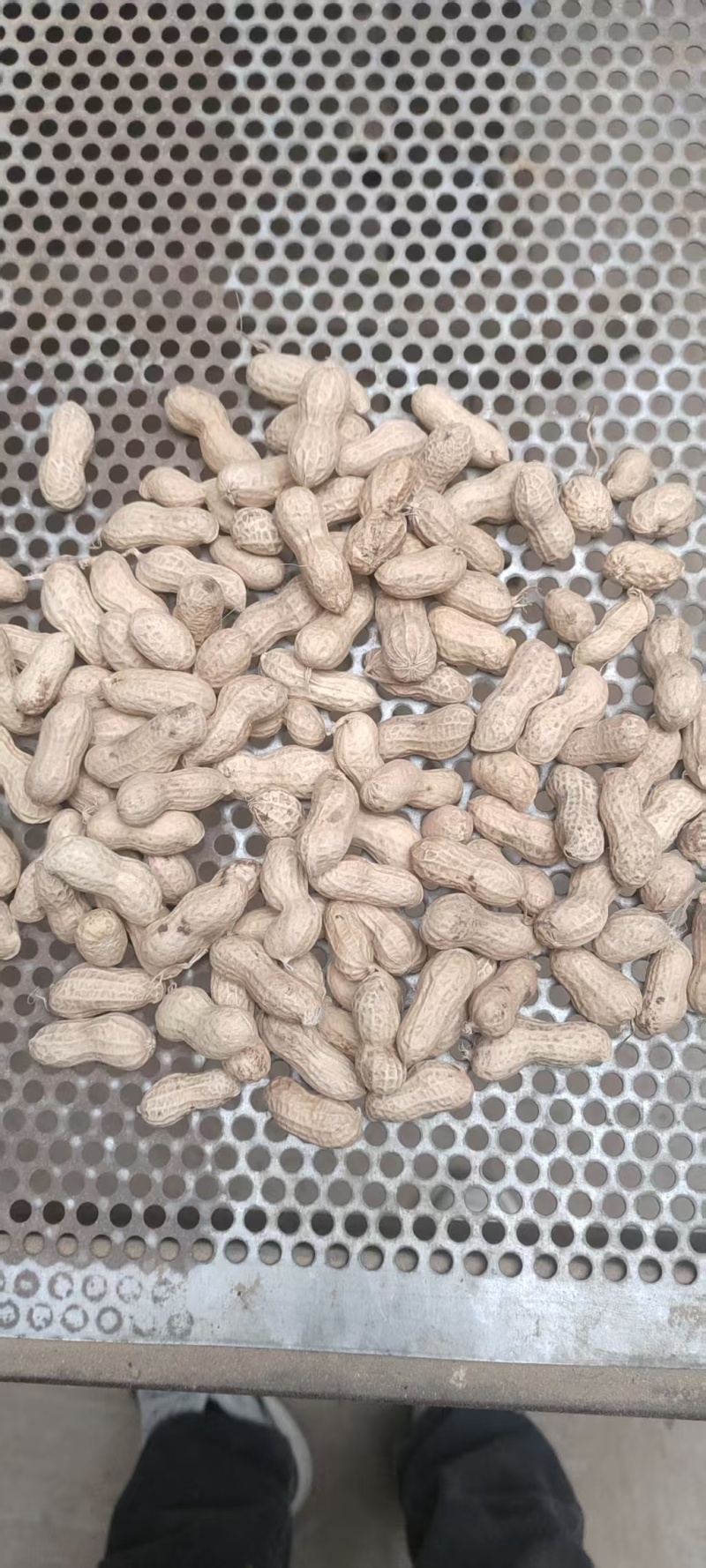精品天赋三干花生大量上市量大从优欢迎采购