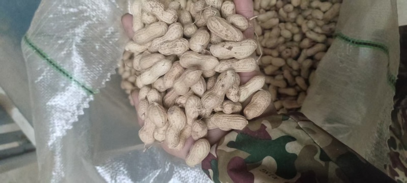 精品天赋三干花生大量上市量大从优欢迎采购