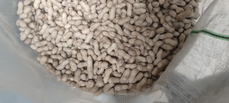 精品天赋三干花生大量上市量大从优欢迎采购