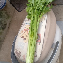 美国西芹
