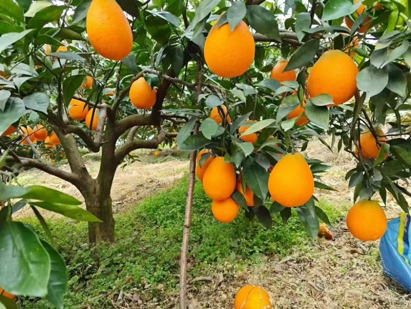 正宗奉节脐橙产地直发支持零售批发货源充足，新鲜发货