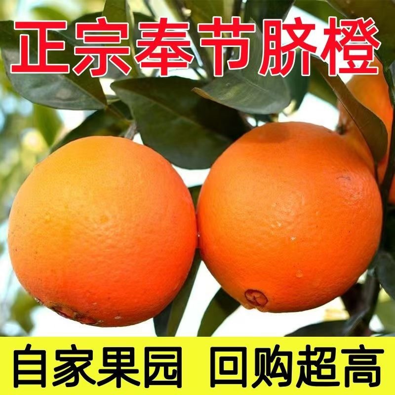 正宗奉节脐橙产地直发支持零售批发货源充足，新鲜发货