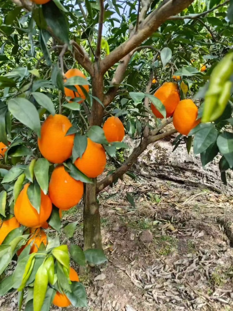 正宗奉节脐橙产地直发支持零售批发货源充足，新鲜发货