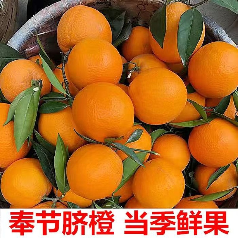 正宗奉节脐橙产地直发支持零售批发货源充足，新鲜发货