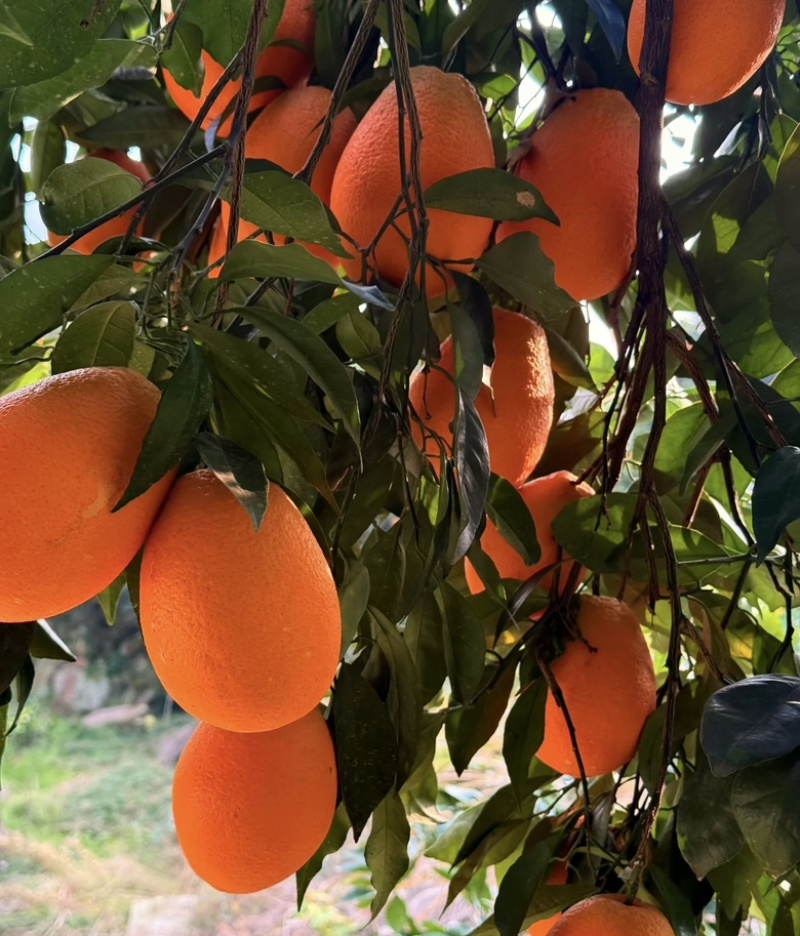 正宗奉节脐橙产地直发支持零售批发货源充足，新鲜发货
