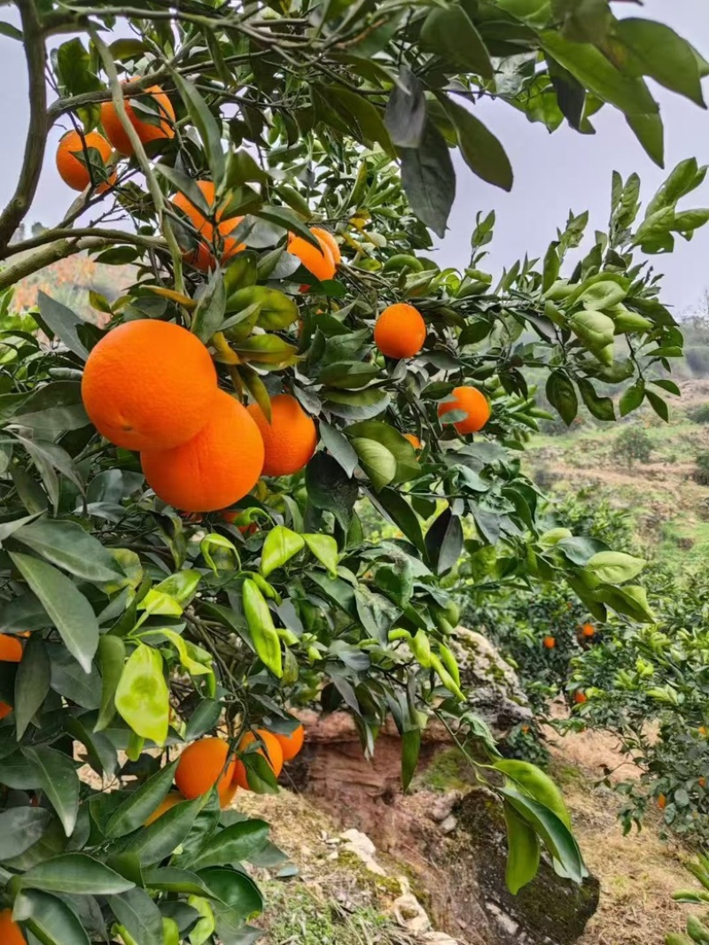 正宗奉节脐橙产地直发支持零售批发货源充足，新鲜发货