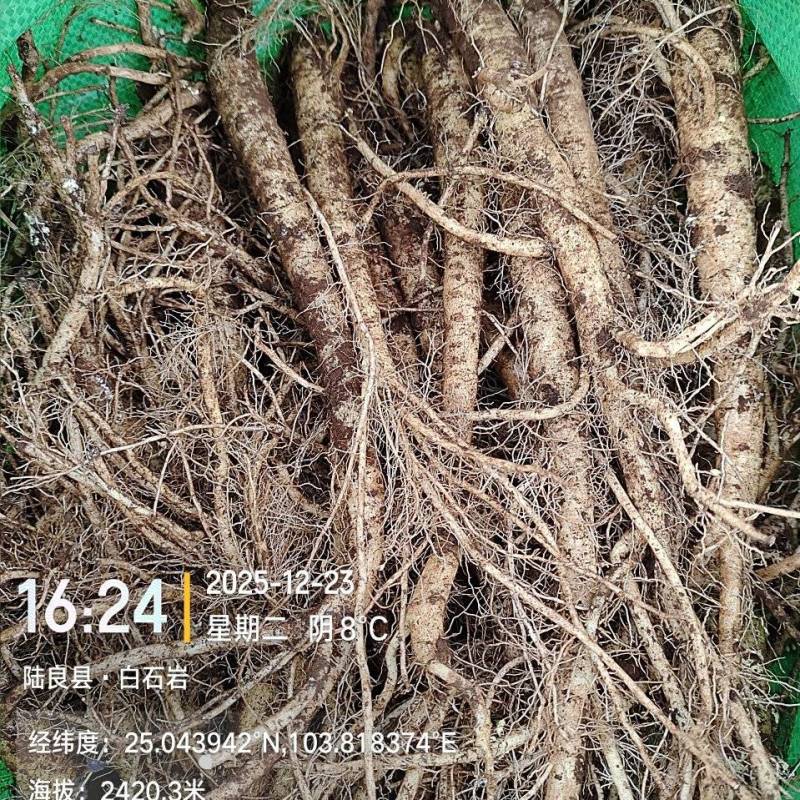 高海拔臭参通货批发！