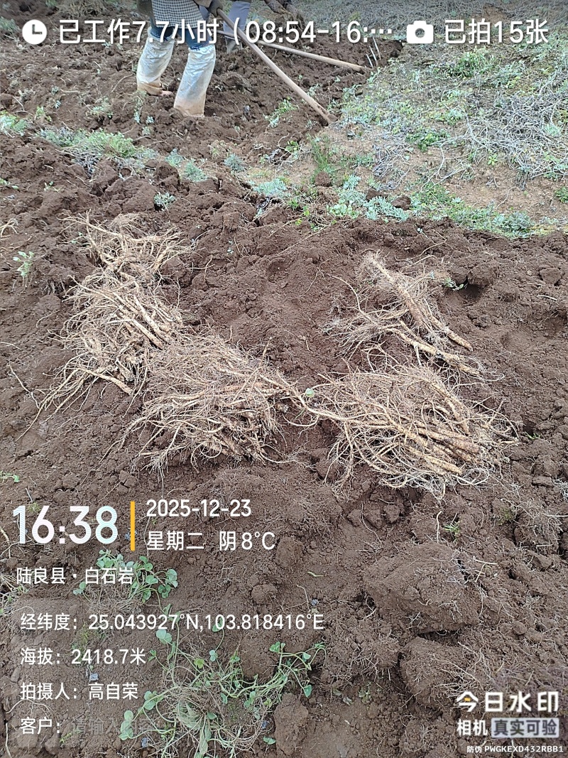 高海拔臭参通货批发！