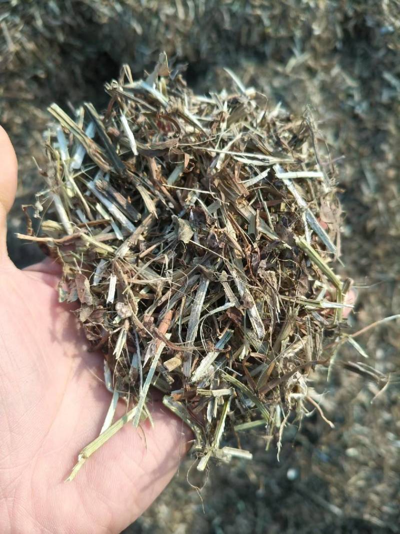 精品花生秧（全国发货，协助找车）