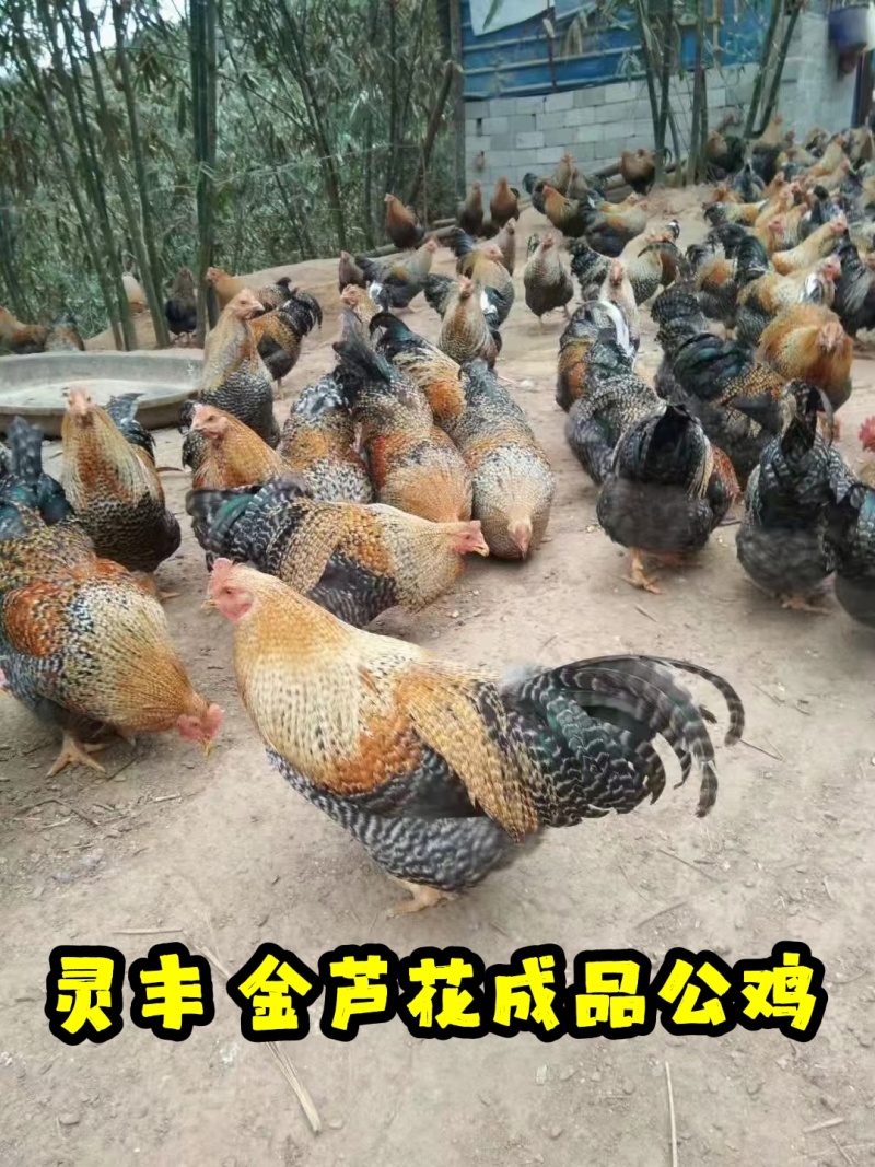 脱温金芦花鸡，黑芦花鸡，4-5两发货