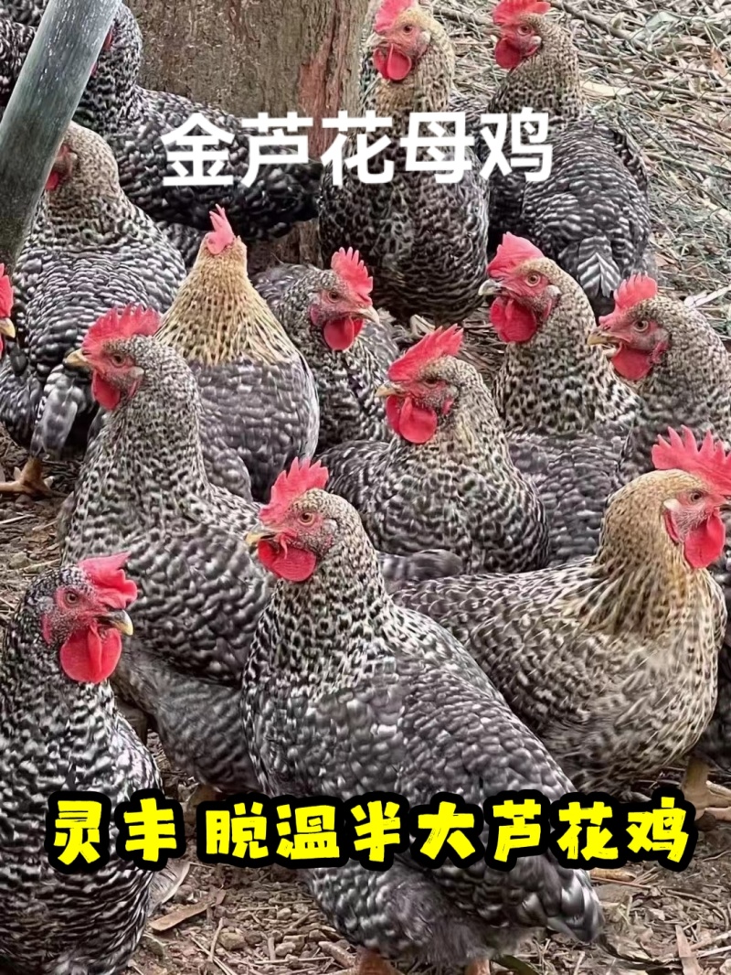 脱温金芦花鸡，黑芦花鸡，4-5两发货