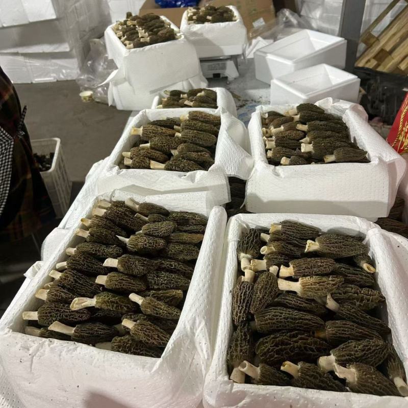 鲜羊肚菌