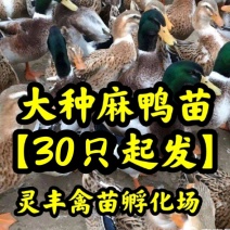 大种杂交四点麻鸭苗《高销量热卖》购买放心，承诺；假一赔十
