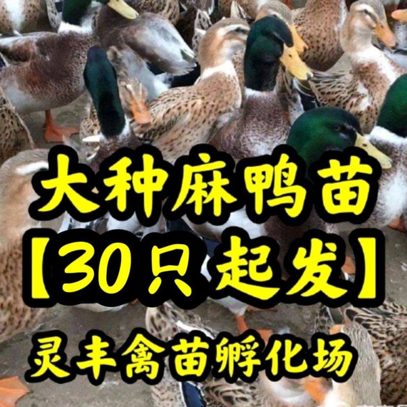 大种杂交四点麻鸭苗《高销量热卖》购买放心，承诺；假一赔十