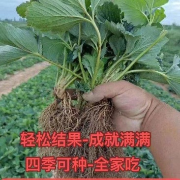 四季奶油草莓盆栽秧苗室内室外阳台庭院种植南北方果树当年结
