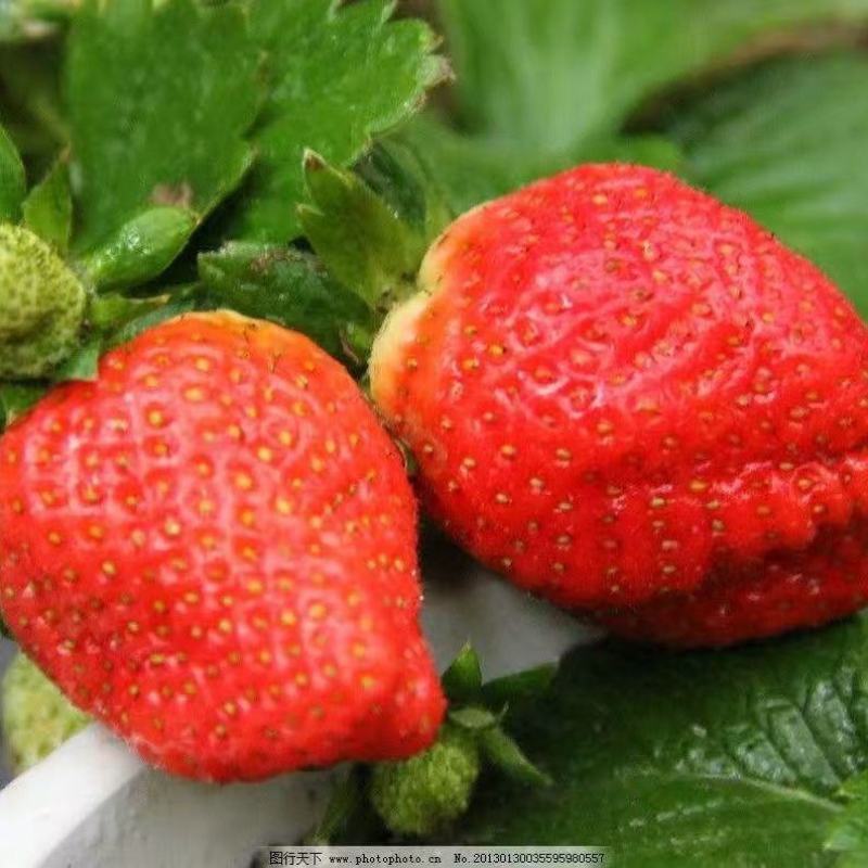 四季奶油草莓盆栽秧苗室内室外阳台庭院种植南北方果树当年结