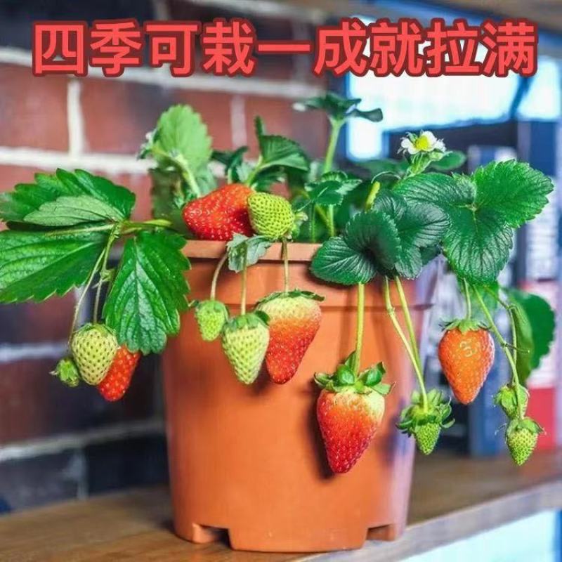 四季奶油草莓盆栽秧苗室内室外阳台庭院种植南北方果树当年结