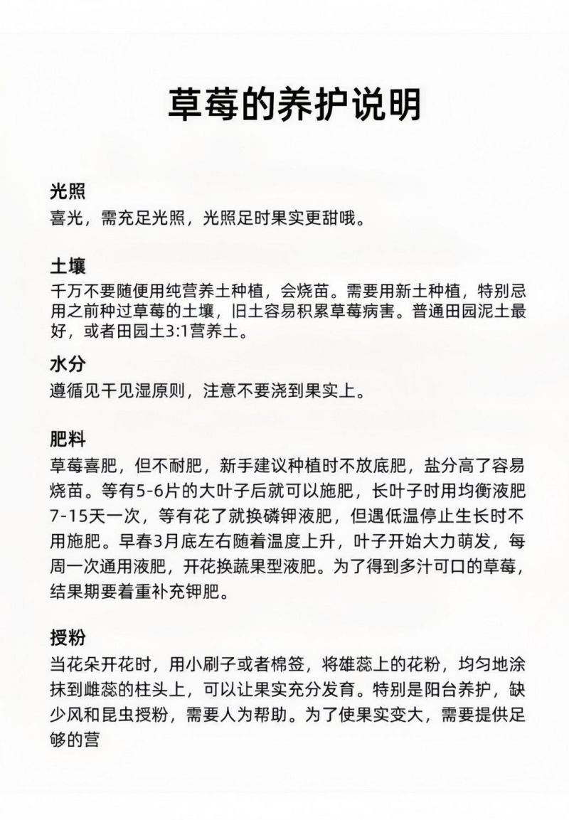 四季奶油草莓盆栽秧苗室内室外阳台庭院种植南北方果树当年结
