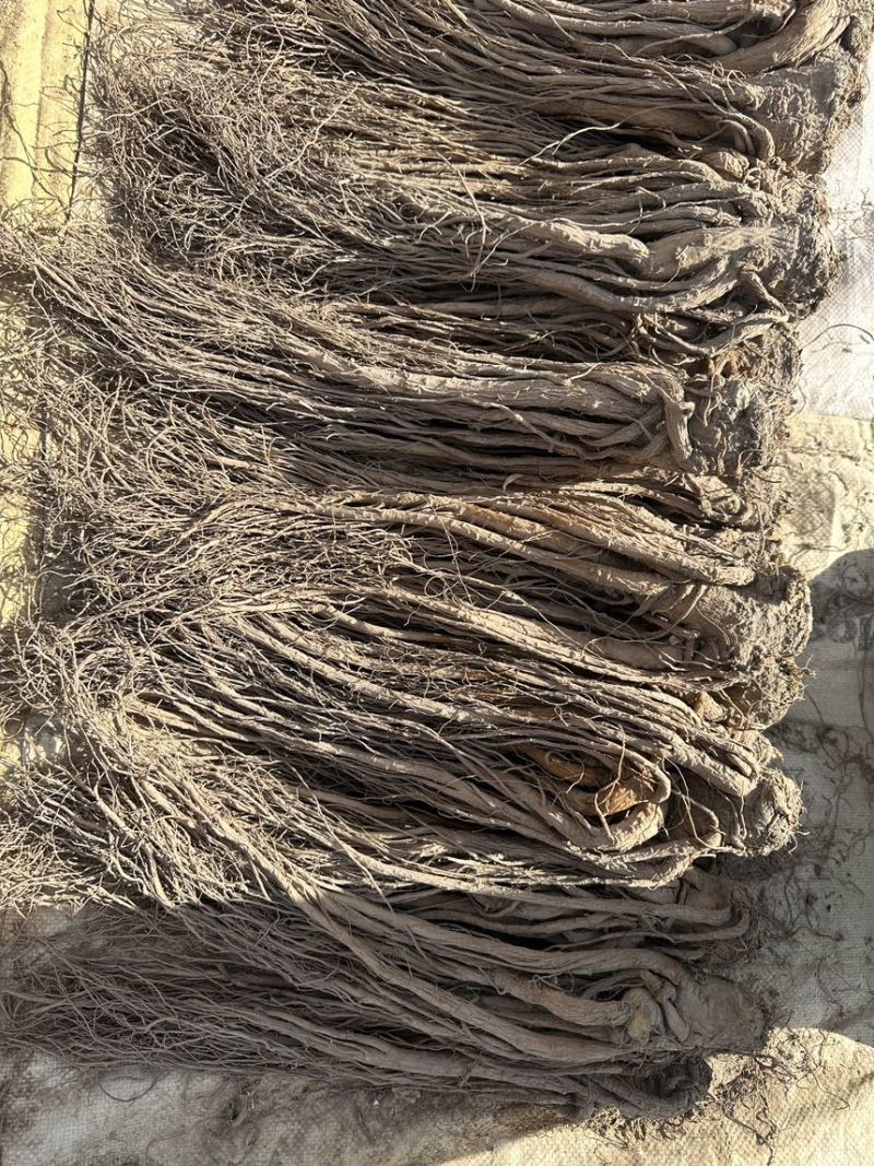 精品当归规格齐全量大从优质量保证欢迎咨询