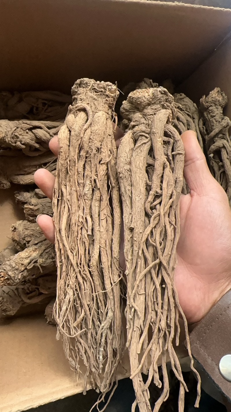 精品当归规格齐全量大从优质量保证欢迎咨询