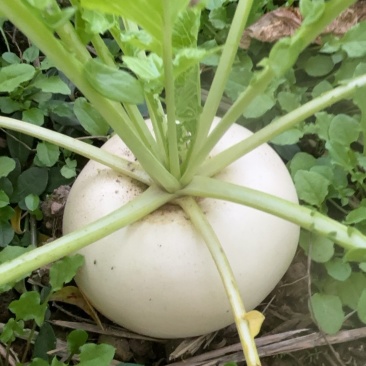 江西永丰盘菜、扁萝卜