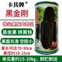 卡其牌黑金刚冬瓜种子新育成杂交黑皮大冬瓜种籽易坐果转黑快