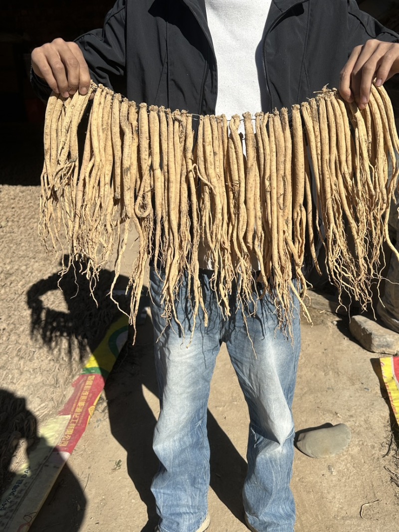 精品白条党参干货质量保证量大从优规格齐全欢迎咨询