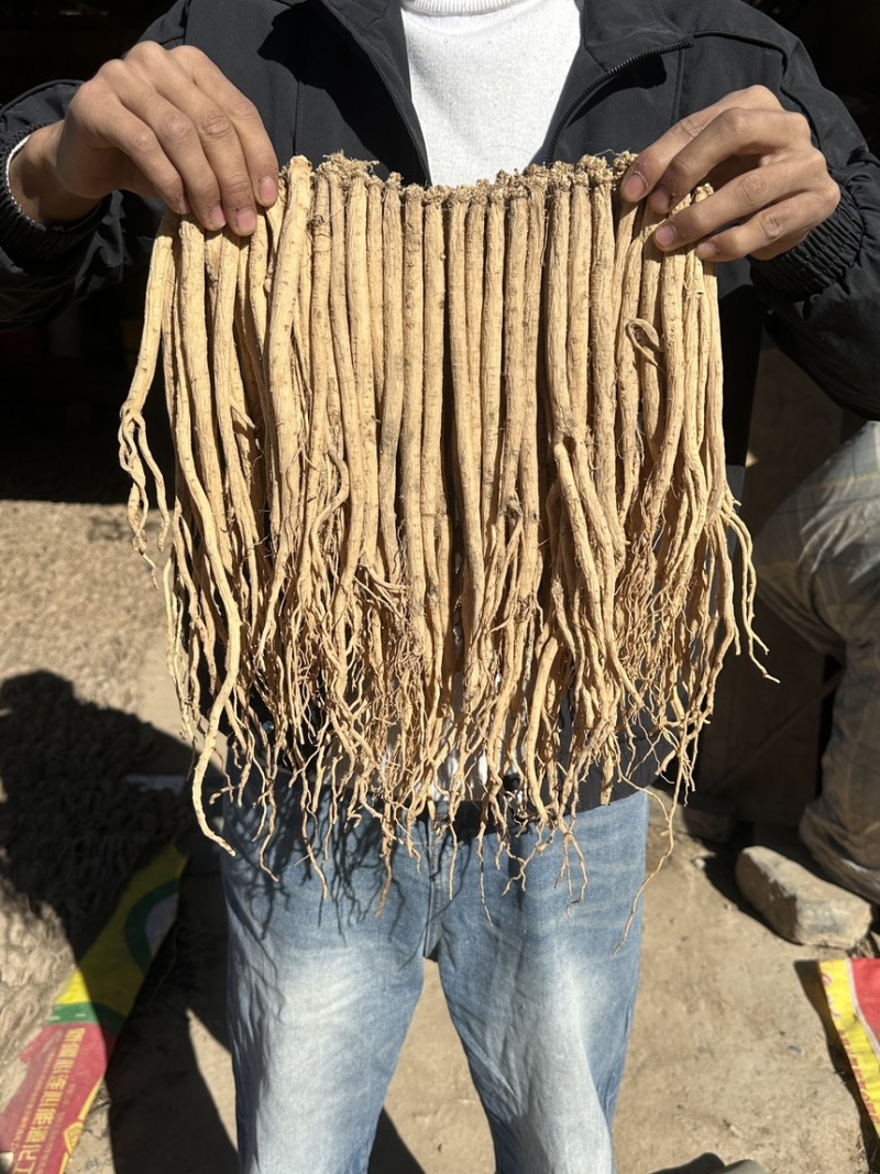 精品白条党参干货质量保证量大从优规格齐全欢迎咨询