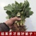 四季草莓苗正宗甜查理红颜草莓脱毒草莓红颜四季结果阳台种植