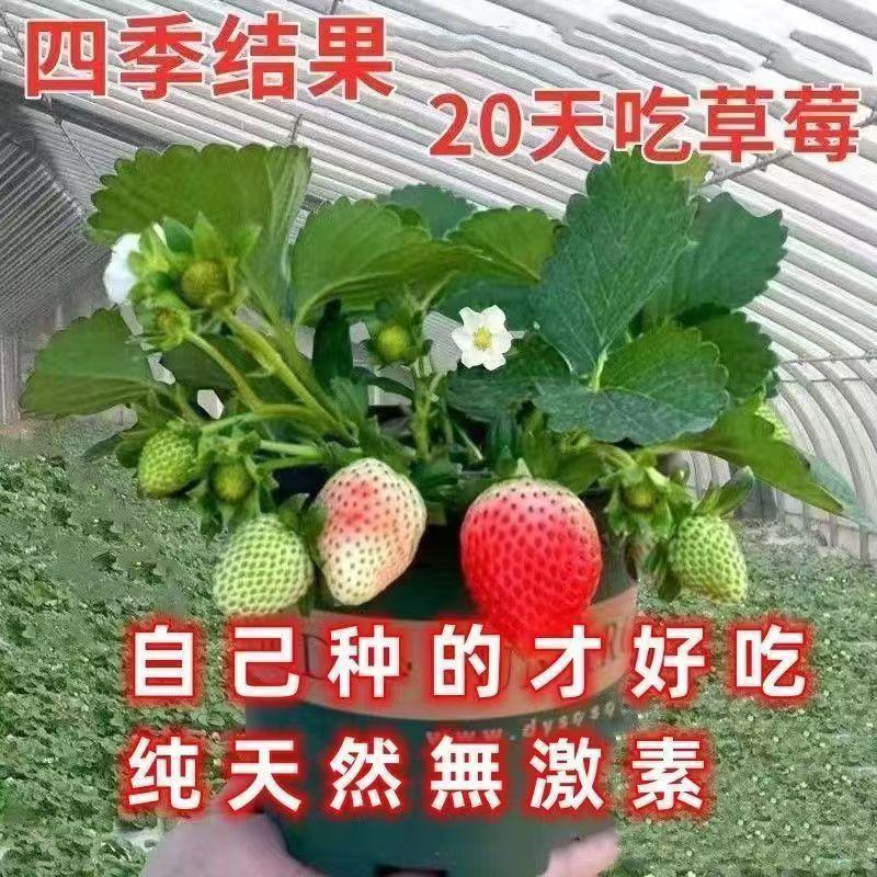 四季草莓苗正宗甜查理红颜草莓脱毒草莓红颜四季结果阳台种植