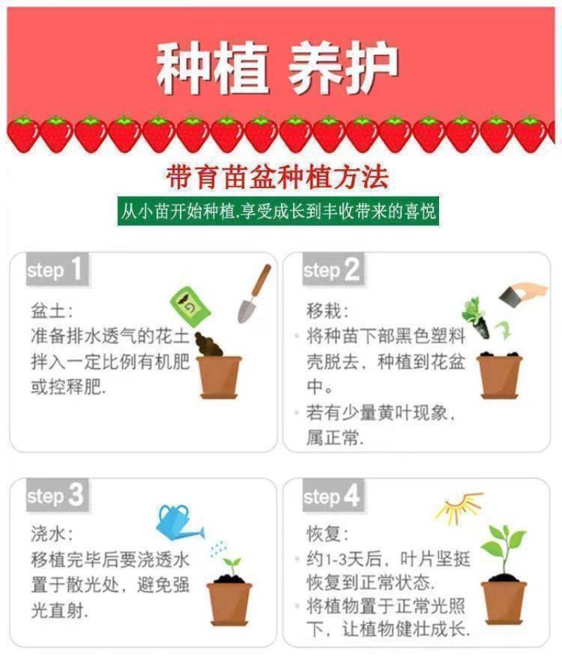 四季草莓苗正宗甜查理红颜草莓脱毒草莓红颜四季结果阳台种植