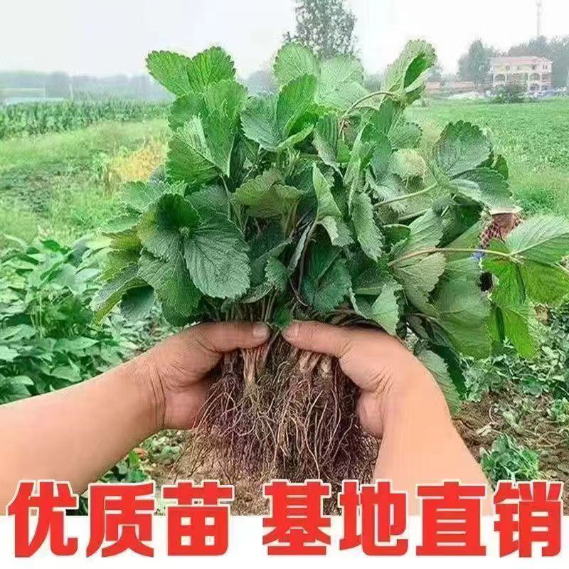 四季草莓苗正宗甜查理红颜草莓脱毒草莓红颜四季结果阳台种植